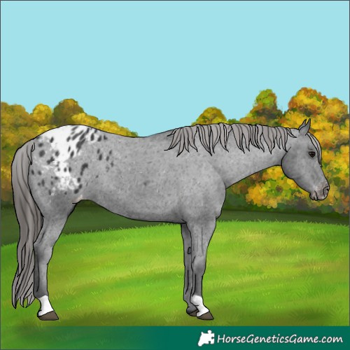 Horse Color:Black Appaloosa 