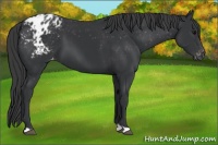 Horse Color:Black Appaloosa 