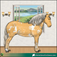 Horse Color:White Spotted Palomino