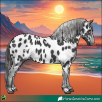 Horse Color:White Spotted Black Appaloosa 