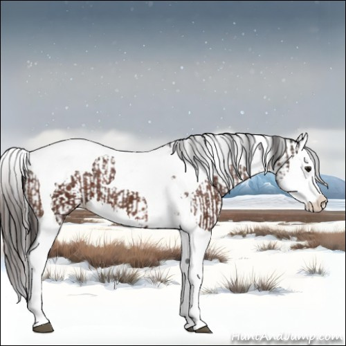 Horse Color:Brown Splash Tobiano Appaloosa  and Brown Splash Tobiano Appaloosa 