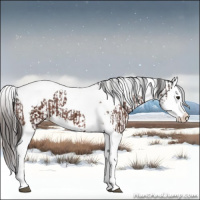 Horse Color:Brown Splash Tobiano Appaloosa  and Brown Splash Tobiano Appaloosa 
