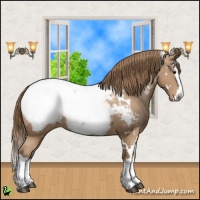 Horse Color:White Spotted Black Pearl Splash Appaloosa 