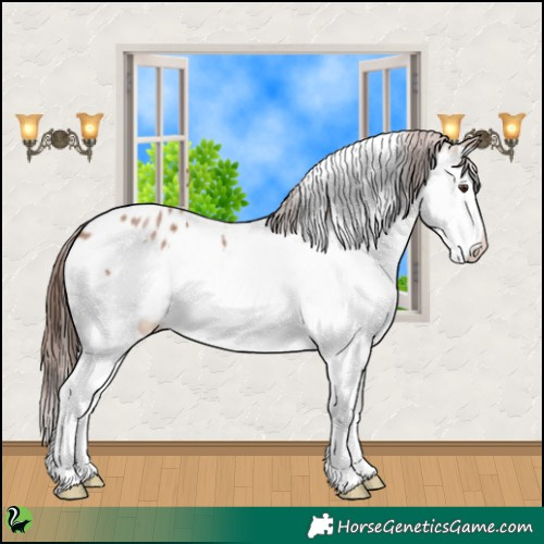Horse Color:White Spotted Classic Champagne Splash Appaloosa Rabicano 