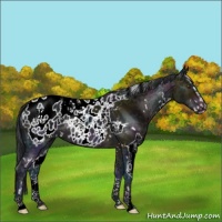 Horse Color:White Spotted Midnight Bay Ice Sabino Appaloosa 