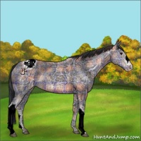 Horse Color:Plaid  Brown Ice Appaloosa 