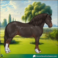 Horse Color:Liver Chestnut 