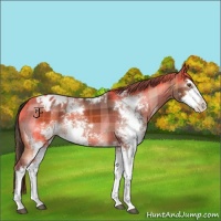 Horse Color:Plaid  Bay Sabino Appaloosa 