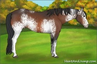 Horse Color:White Spotted Bay Rabicano 