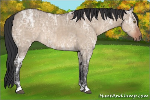Horse Color:Brown Ice Dun 