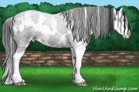Horse Color:White Spotted Blue Roan Splash 