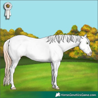 Horse Color:Gold Champagne Frame Near Leopard 