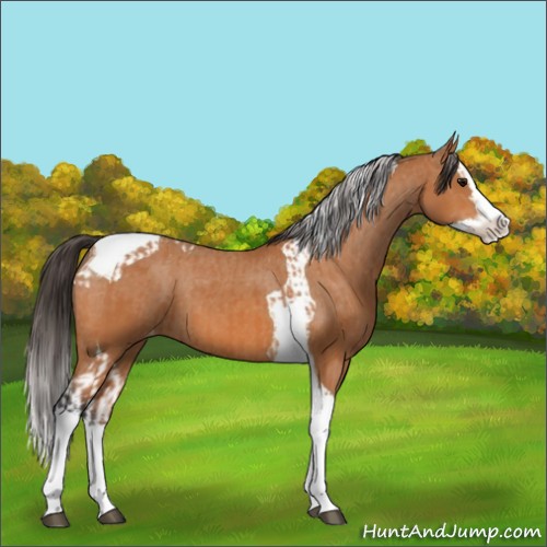 Horse Color:Bay Splash Tobiano Appaloosa  and Bay Splash Tobiano Appaloosa 
