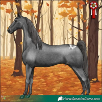 Horse Color:Black Appaloosa 