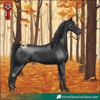 Horse Color:Black Appaloosa