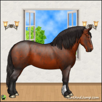 Horse Color:Bay 