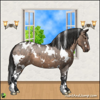 Horse Color:White Spotted Brown Dun Appaloosa 