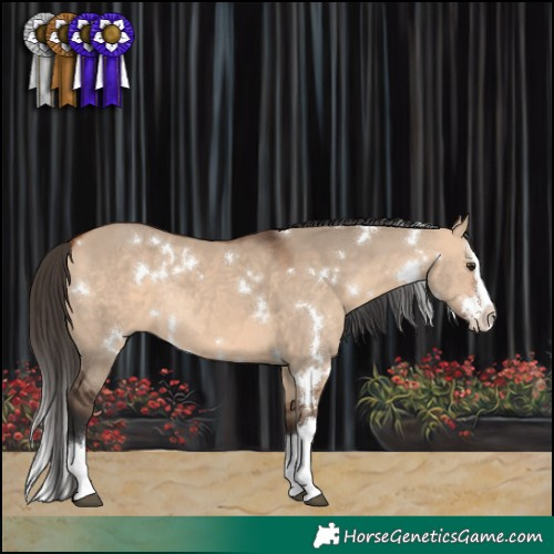 Horse Color:White Spotted Bay Dun Sabino Splash Rabicano