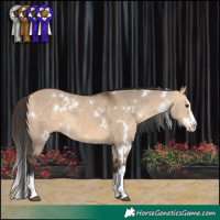 Horse Color:White Spotted Bay Dun Sabino Splash Rabicano 