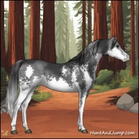 Horse Color:White Spotted Black Splash Appaloosa Rabicano 