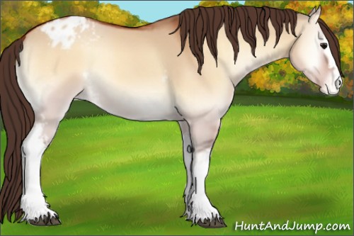 Horse Color:White Spotted Bay Onyx Appaloosa 