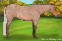 Horse Color:Silver Bay Roan 
