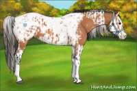 Horse Color:Bay Splash Tobiano Appaloosa and Bay Splash Tobiano Appaloosa