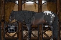 Horse Color:Brown Appaloosa 