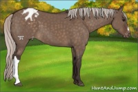 Horse Color:Silver Brown Dun Appaloosa 