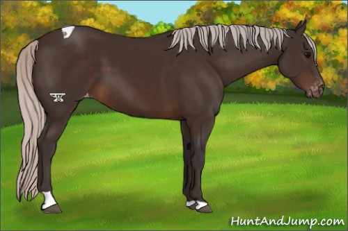 Horse Color:Silver Brown Tobiano Appaloosa