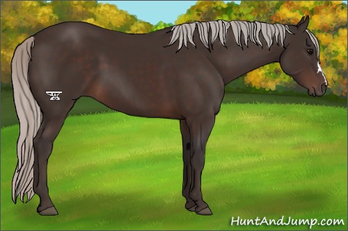 Horse Color:Silver Brown