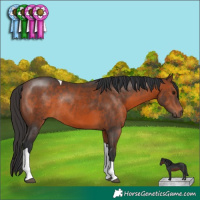 Horse Color:Brown Tobiano Rabicano