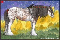 Horse Color:Bay Splash Tobiano Appaloosa and Bay Splash Tobiano Appaloosa