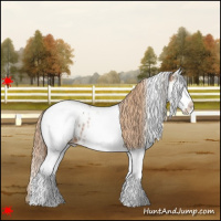 Horse Color:White Spotted Chestnut Appaloosa 