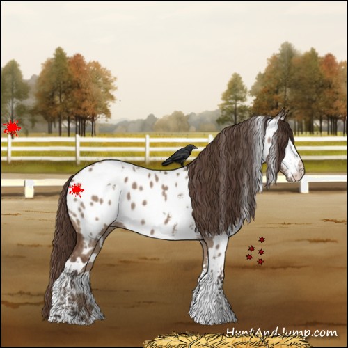 Horse Color:White Spotted Bay Dun Appaloosa 