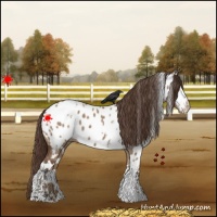 Horse Color:White Spotted Bay Dun Appaloosa