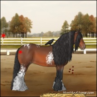 Horse Color:White Spotted Bay Appaloosa