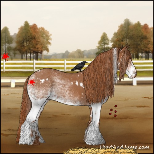 Horse Color:White Spotted Chestnut 