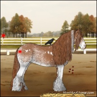 Horse Color:White Spotted Chestnut
