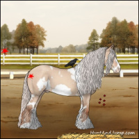 Horse Color:White Spotted Silver Sable Champagne Dun Frame