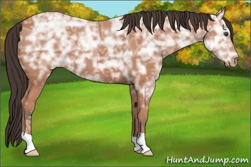 Horse Color:Bay Ice Appaloosa 