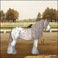 Horse Color:White Spotted Chestnut Appaloosa 