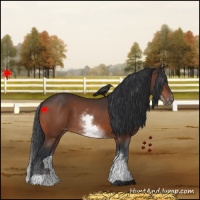 Horse Color:White Spotted Brown Appaloosa 