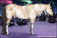 Horse Color:White Spotted Buckskin Dun 