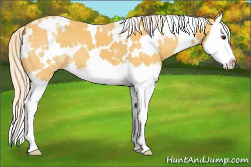 Horse Color:White Spotted Palomino Splash