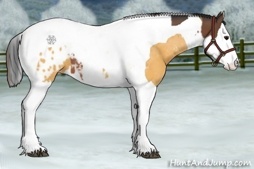 Horse Color:Bay Splash Tobiano Blanket  and Buckskin Splash Tobiano Blanket 
