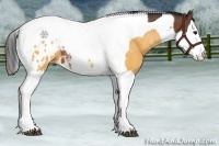 Horse Color:Bay Splash Tobiano Blanket  and Buckskin Splash Tobiano Blanket 