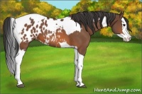 Horse Color:Bay Splash Tobiano Appaloosa  and Bay Splash Tobiano Appaloosa 