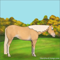 Horse Color:Gold Cream Champagne 