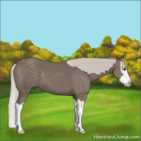 Horse Color:Silver Black Sabino Splash